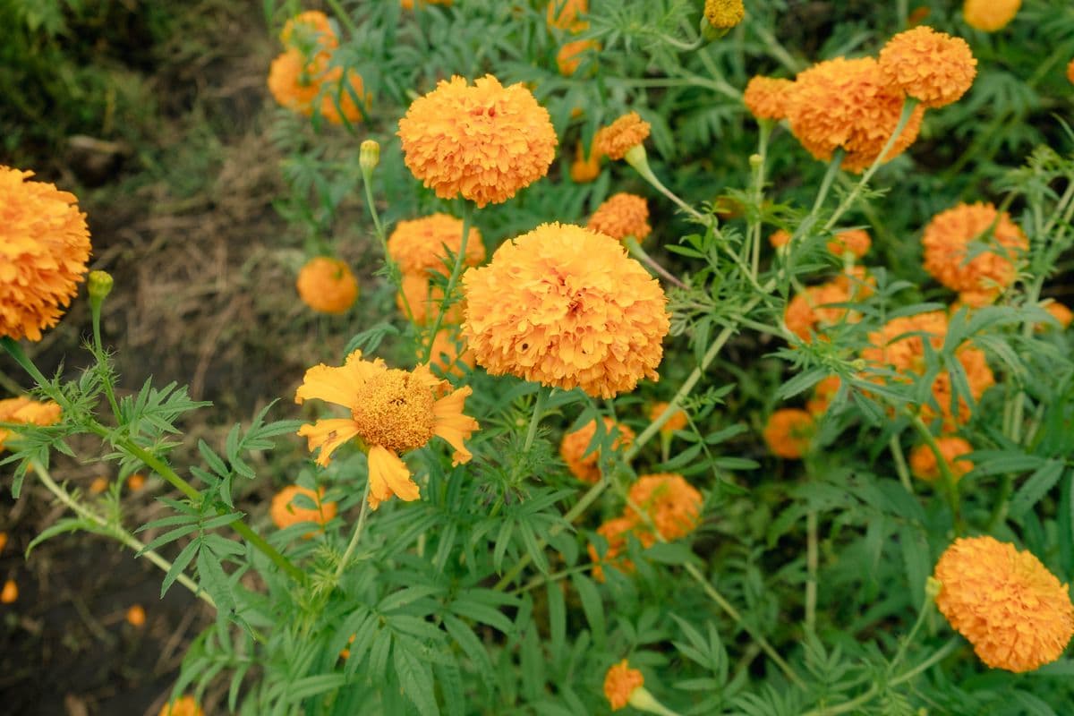 Marigold flowers growing